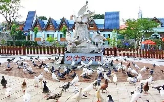 1724119535933295.jpg 鴿子窩.jpg